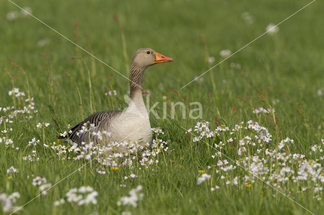 Grauwe Gans (Anser anser)