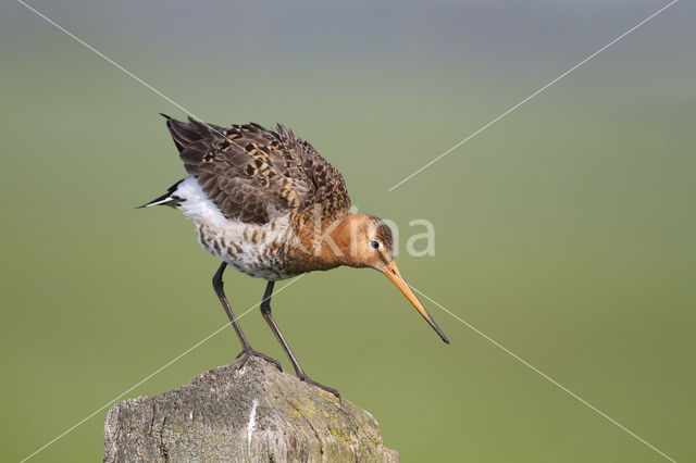 Grutto (Limosa limosa)