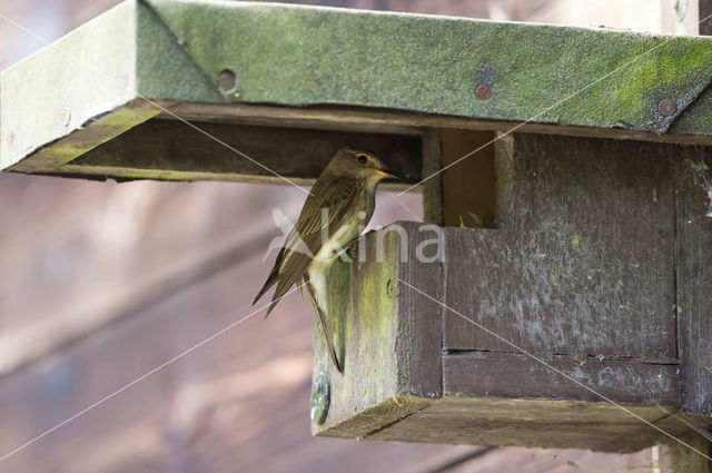 Grauwe Vliegenvanger (Muscicapa striata)