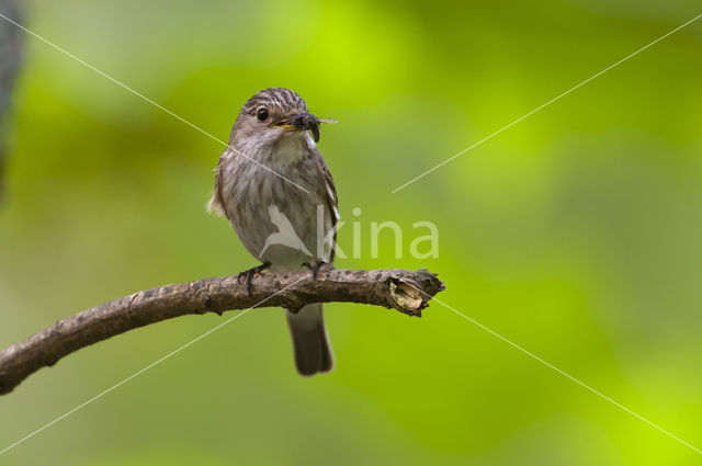 Grauwe Vliegenvanger (Muscicapa striata)