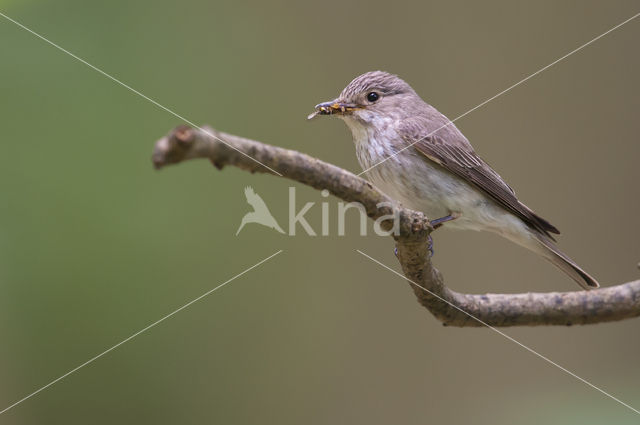 Grauwe Vliegenvanger (Muscicapa striata)