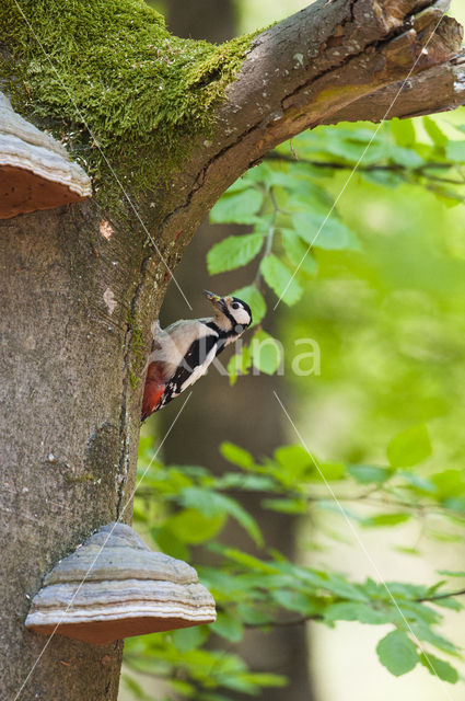 Grote Bonte Specht (Dendrocopos major)