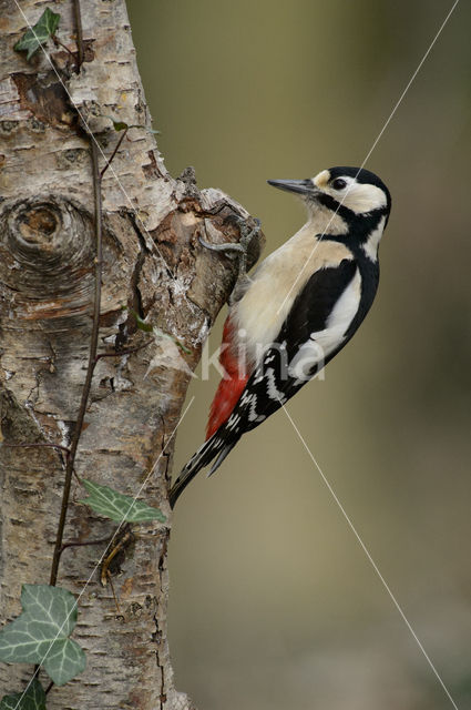 Grote Bonte Specht (Dendrocopos major)