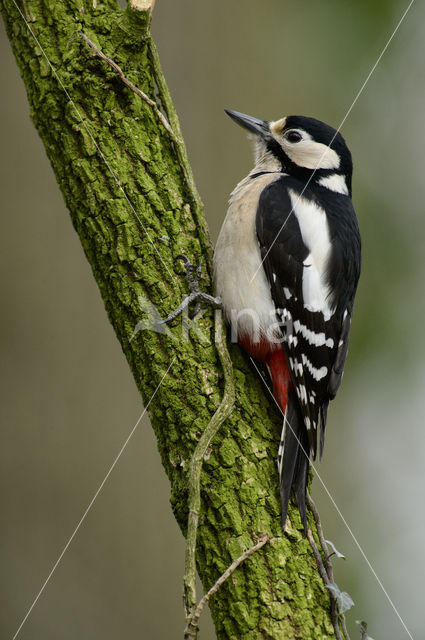 Grote Bonte Specht (Dendrocopos major)