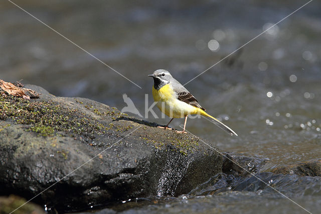 Grey Wagtail (Motacilla cinerea)