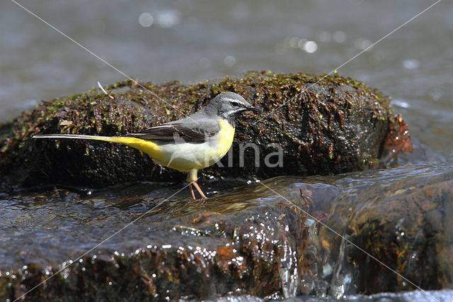 Grote Gele Kwikstaart (Motacilla cinerea)