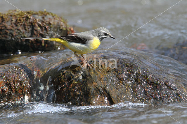 Grey Wagtail (Motacilla cinerea)