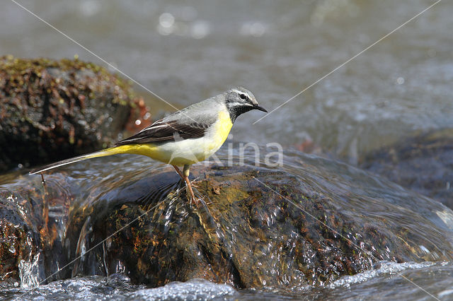 Grote Gele Kwikstaart (Motacilla cinerea)