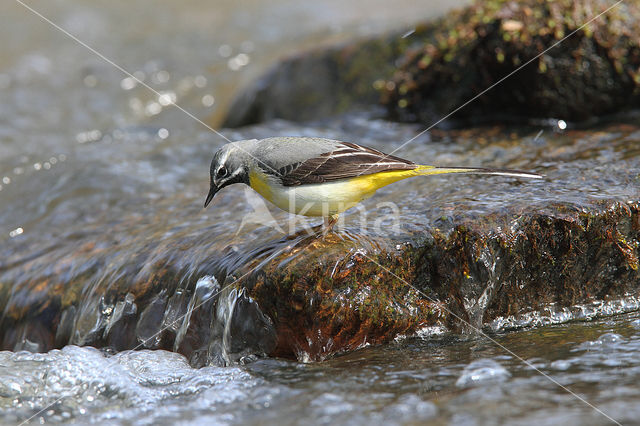 Grote Gele Kwikstaart (Motacilla cinerea)