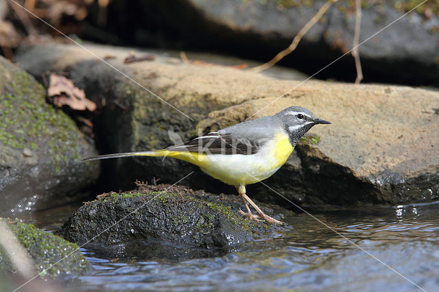 Grote Gele Kwikstaart (Motacilla cinerea)