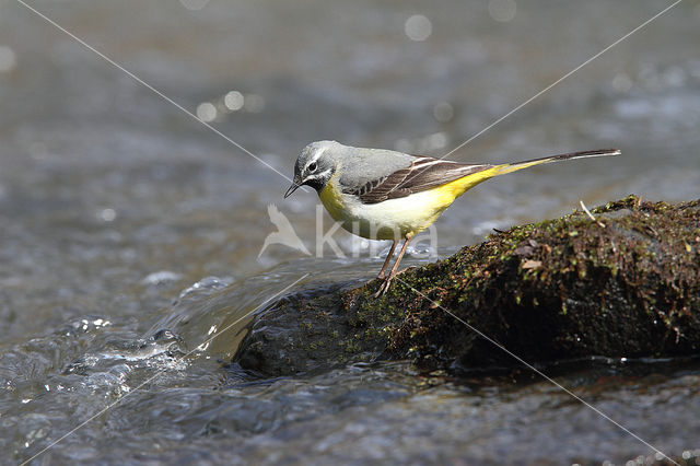 Grote Gele Kwikstaart (Motacilla cinerea)