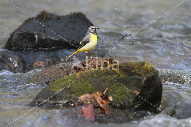 Grote Gele Kwikstaart (Motacilla cinerea)