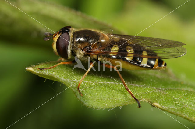 Grote Kommazwever (Eupeodes luniger)