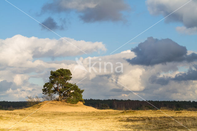 Scots Pine (Pinus sylvestris)