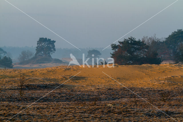 Grove den (Pinus sylvestris)