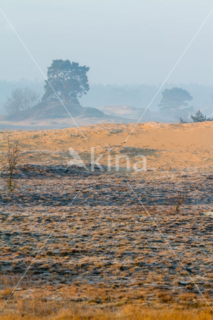 Grove den (Pinus sylvestris)