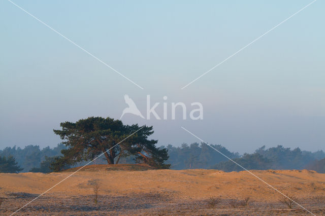 Grove den (Pinus sylvestris)