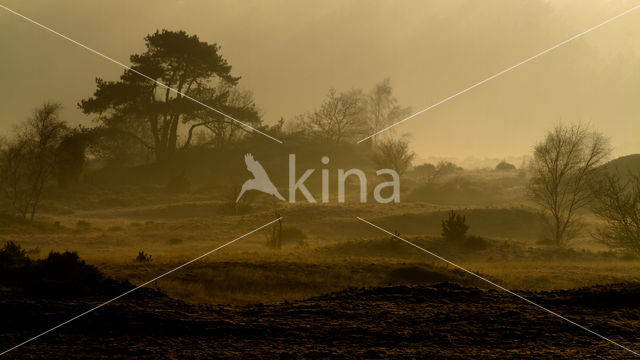 Grove den (Pinus sylvestris)