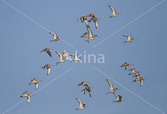 Grutto (Limosa limosa)