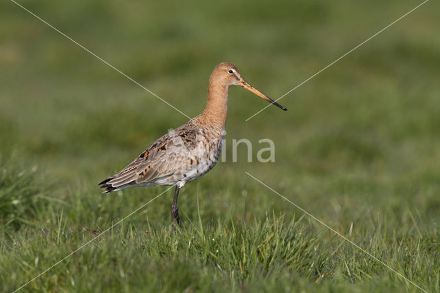 Grutto (Limosa limosa)