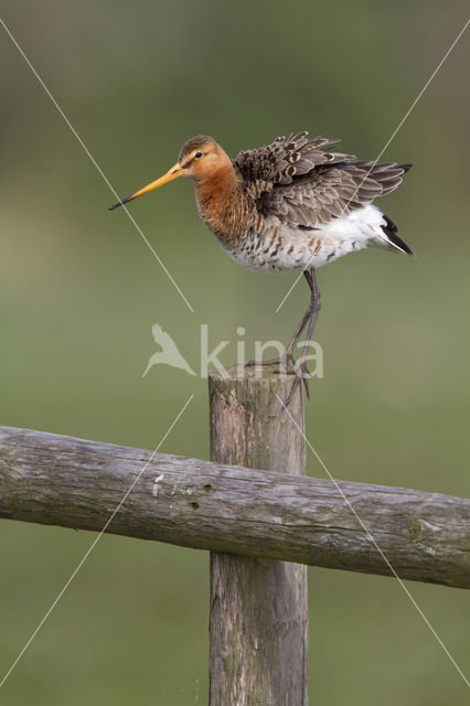 Grutto (Limosa limosa)