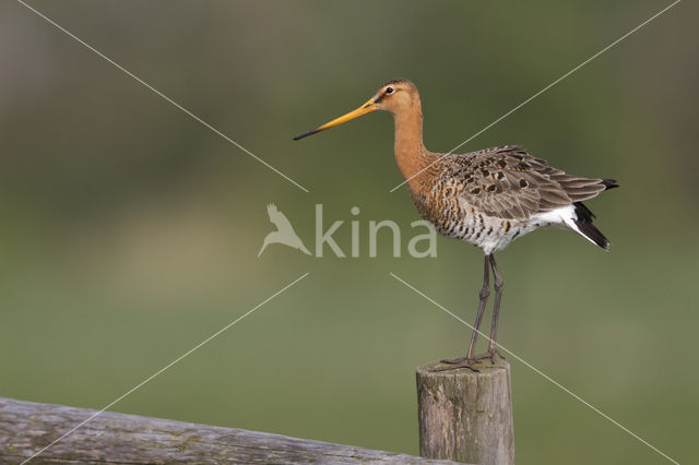 Grutto (Limosa limosa)