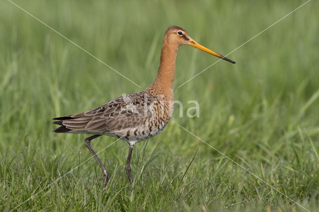 Grutto (Limosa limosa)