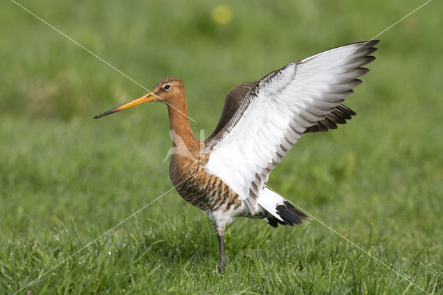 Grutto (Limosa limosa)