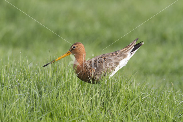 Grutto (Limosa limosa)