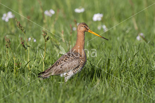 Grutto (Limosa limosa)