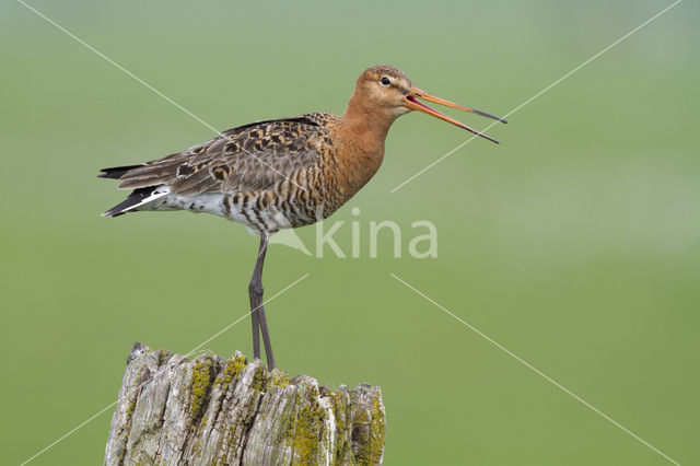 Grutto (Limosa limosa)