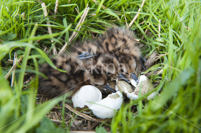 Grutto (Limosa limosa)