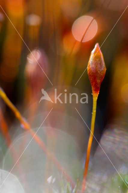 Haarmos (Polytrichum spec.)