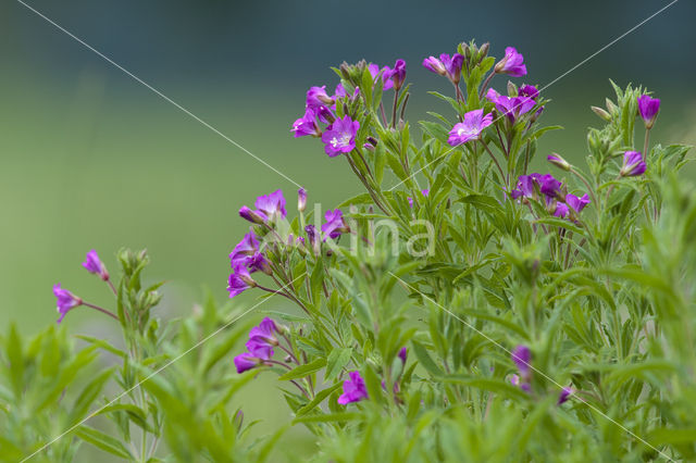 Harig Wilgenroosjes (Mompha bradleyi)