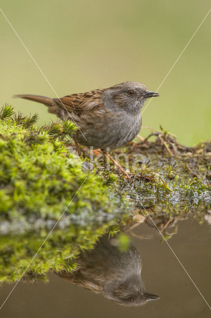 Heggemus (Prunella modularis)