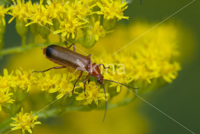 Heipaalkever (Nacerdes melanura)