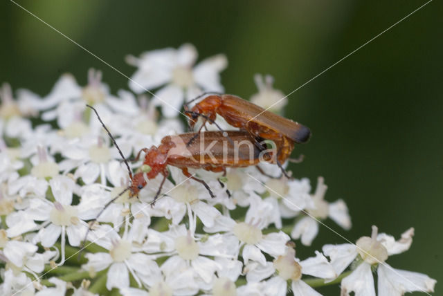 Heipaalkever (Nacerdes melanura)