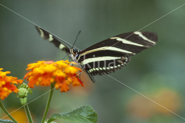 Heliconius charitonius