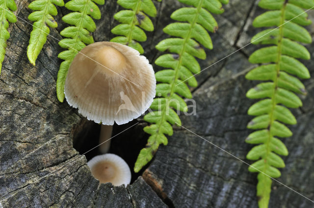 Helmmycena (Mycena galericulata)