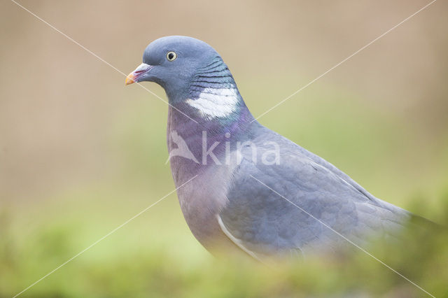 Houtduif (Columba palumbus)