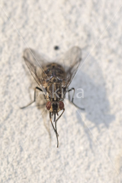 Huisvlieg (Musca domestica)