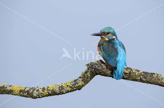 IJsvogel (Alcedo atthis)