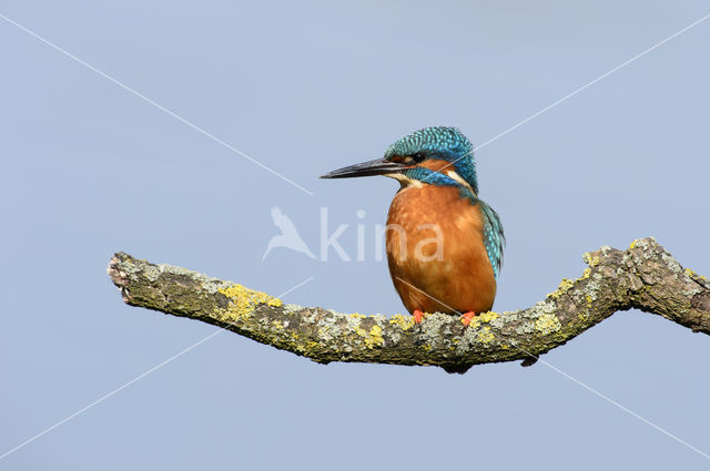 IJsvogel (Alcedo atthis)