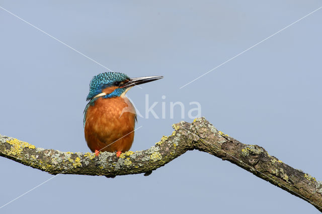 IJsvogel (Alcedo atthis)