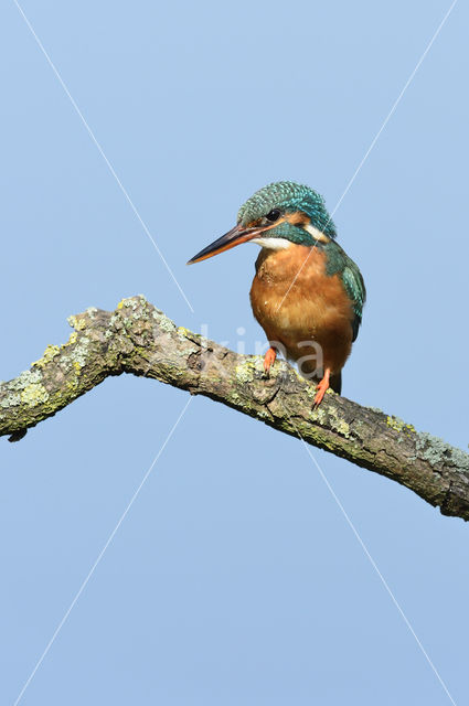 IJsvogel (Alcedo atthis)