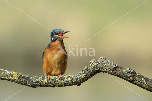 IJsvogel (Alcedo atthis)