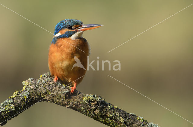 IJsvogel (Alcedo atthis)