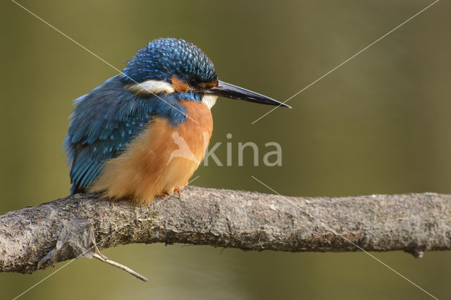 IJsvogel (Alcedo atthis)