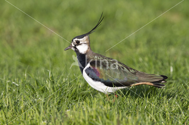 Kievit (Vanellus vanellus)