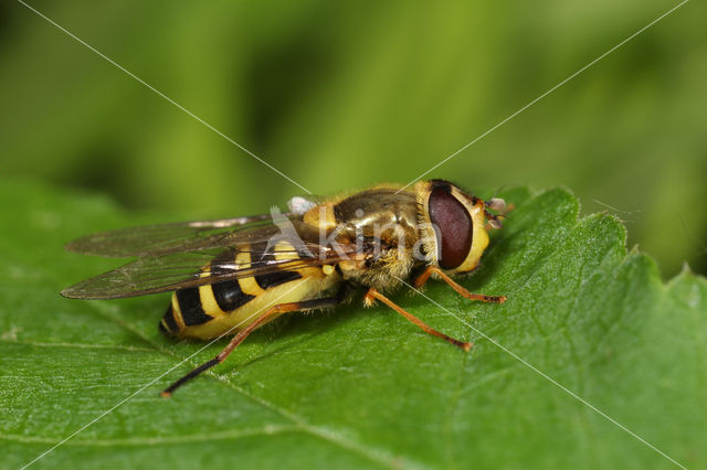 Kleine bandzwever (Syrphus vitripennis)